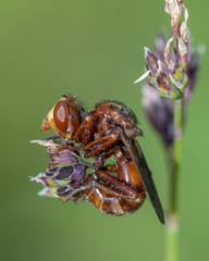 Sicus ferrugineus