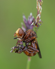Sicus ferrugineus