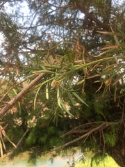 Podocarpus parlatorei