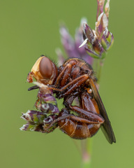 Sicus ferrugineus