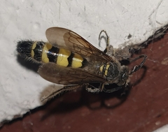 Campsomeriella