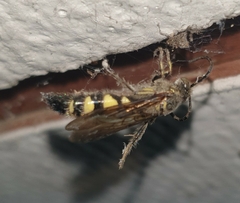 Campsomeriella