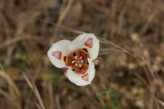 Calochortus venustus