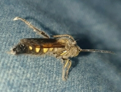 Campsomeriella