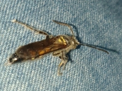 Campsomeriella