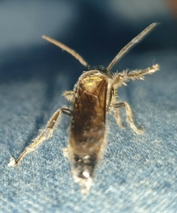 Campsomeriella