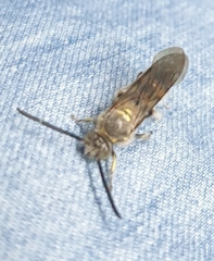 Campsomeriella