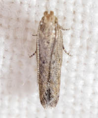 Scrobipalpula