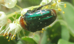 Leucocelis