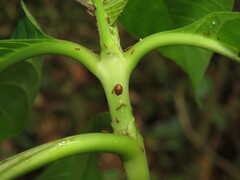 Wasmannia auropunctata