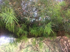 Podocarpus parlatorei