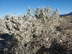 Atriplex hymenelytra
