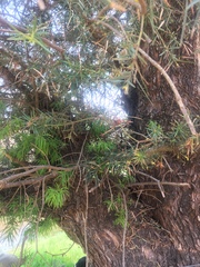 Podocarpus parlatorei