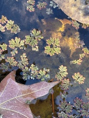 Azolla caroliniana