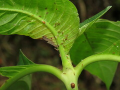 Wasmannia auropunctata