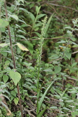 Platanthera volcanica