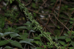 Platanthera volcanica