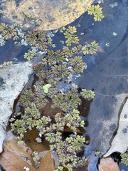 Azolla caroliniana
