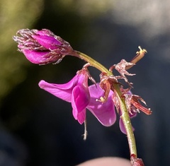 Indigofera capillaris