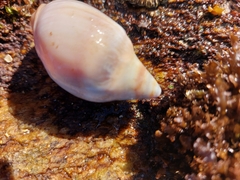 Caenogastropoda