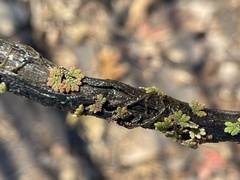 Azolla caroliniana