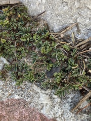 Indigofera capillaris