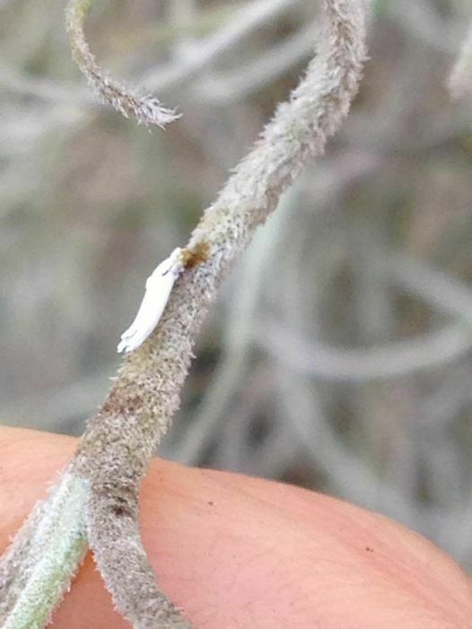 spanish moss orthezia