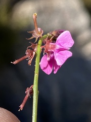 Indigofera capillaris