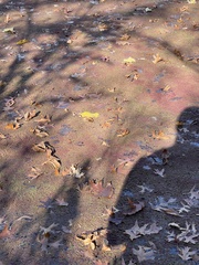 Azolla caroliniana