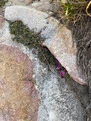 Indigofera capillaris