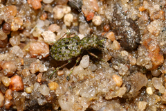 Elaphrus californicus