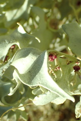 Atriplex hymenelytra