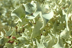 Atriplex hymenelytra