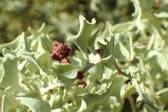Atriplex hymenelytra