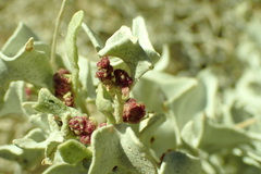 Atriplex hymenelytra
