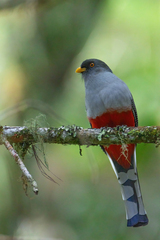 Priotelus roseigaster