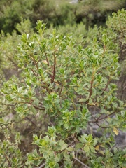 Baccharis conferta