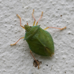 Chlorocoris