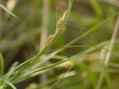 Carex secalina