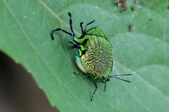 Arcas imperialis