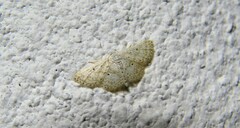 Idaea tacturata