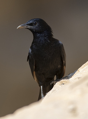 Onychognathus tristramii