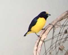 Euphonia chlorotica