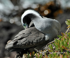 Phalacrocorax punctatus punctatus