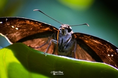 Tagiades japetus