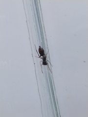 Salticidae