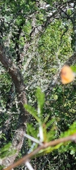 Chrysoritis chrysaor