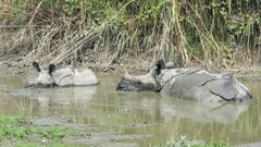 Rhinoceros unicornis