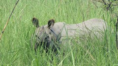 Rhinoceros unicornis