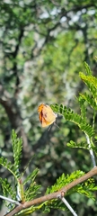 Chrysoritis chrysaor